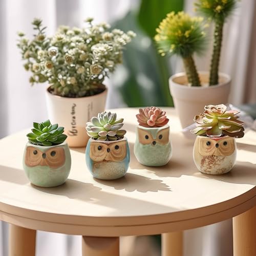 Owl Succulent Pots (12 Count)