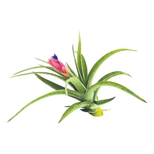 Air Plants Flowering Tillandsia Aeranthos (1 Pack / Aeranthos)