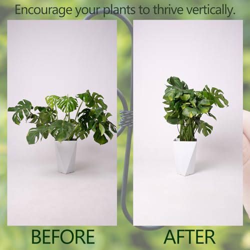 Monstera Plant Support 5.5IN (Black / 5.5IN*5.5IN)