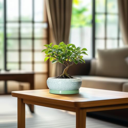 Succulent Pot 6 Inch (6 Inch / Bright Green-white)
