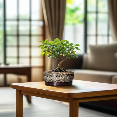 Succulent Planter 6 Inch (6 Inch / Leopard Brown-white)