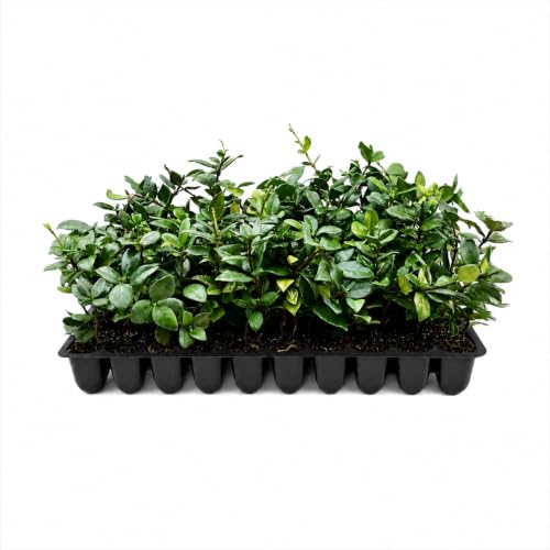 Star Jasmine 50 Live Plants (2 Inch / 50 Plants)
