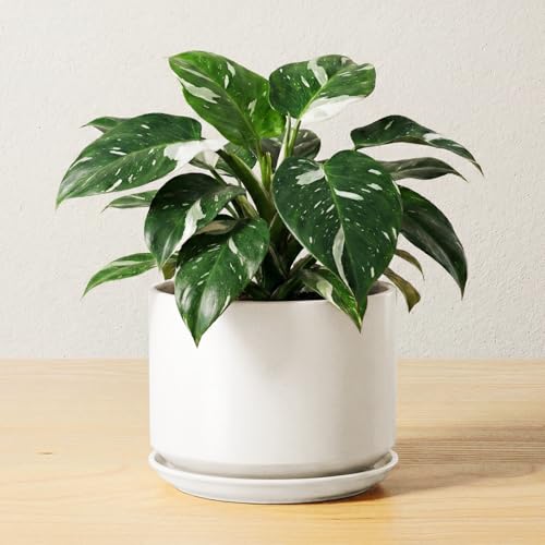 6.8 Inch Ceramic Pots for Plants (White / 6.8")