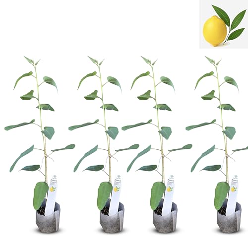 Lemon Eucalyptus Live Starter Plant (4 Count (Sac) / eucal-lemon)