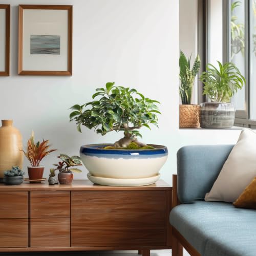 Bonsai Pots 10 Inch Ceramic Pots for Succulents (10 Inch / Blue-beige)