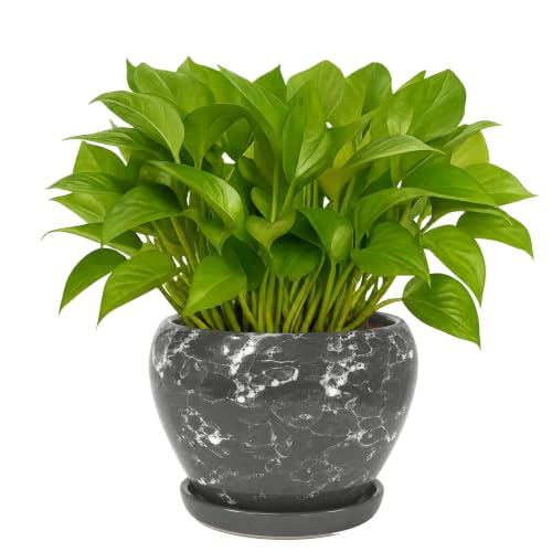 6 Inch Plant Pots (Gemstone Gray / 6 Inch)
