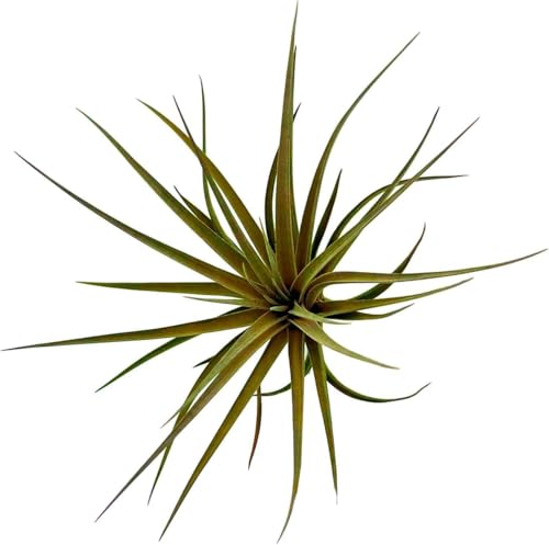Air Plants Flowering Tillandsia Stricta Large 5" (3 Pack / Stricta)