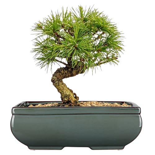 Set of 2 Large Bonsai Pots with with Drainage Hole (Green / 10"x7"x3.3"&7.4"x5.1"x2.5")