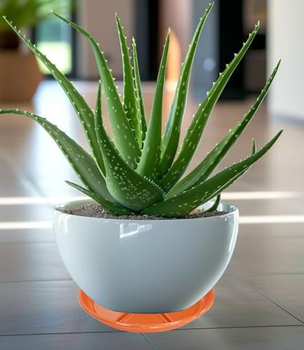 6 Pack of Plant Saucer 6 inch (6in*6 / Red)