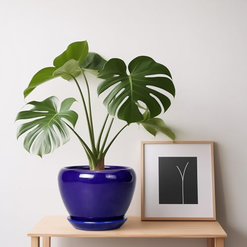 6 Inch Plant Pot