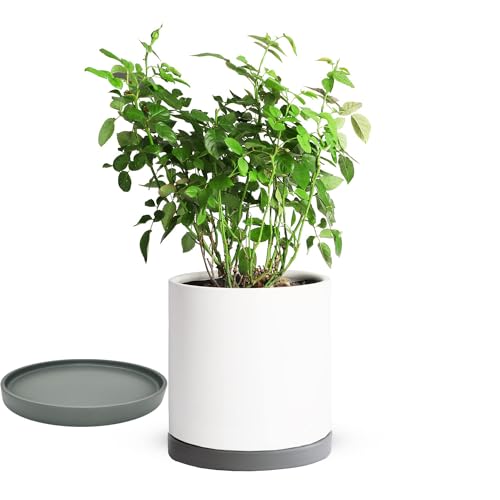 Ceramic Plant Saucer Tray 1 Pcs 10 Inch Grey