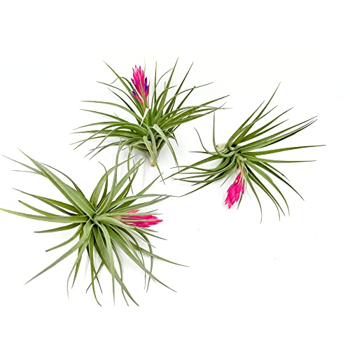 Air Plants Flowering Tillandsia Stricta Large 5" (3 Pack / Stricta)