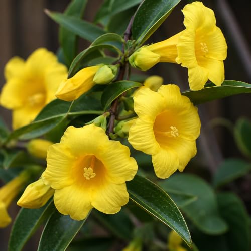 Carolina Jasmine (2 Inch / 3 Plants)