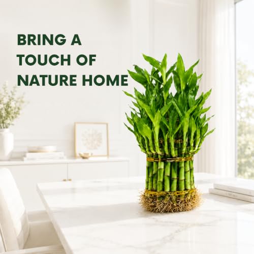 Lucky Bamboo Live Plant