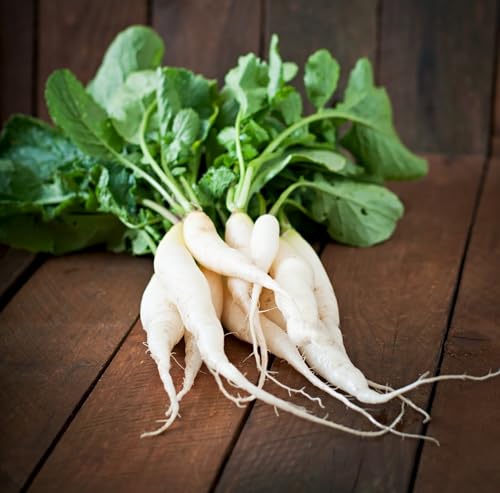 625+ White Icicle Radish Seeds for Planting