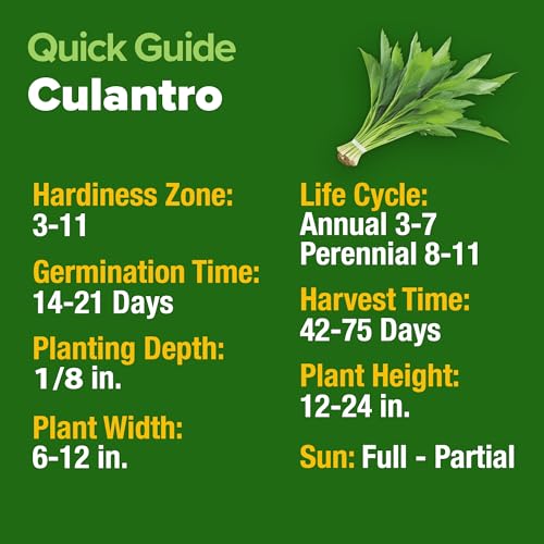 Culantro Seeds