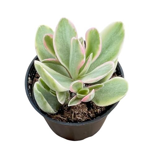 Money Maker Variegata