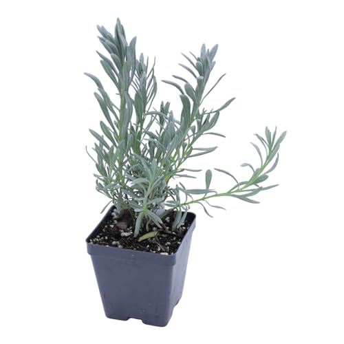 Live Perennial Plants (3 Pots)