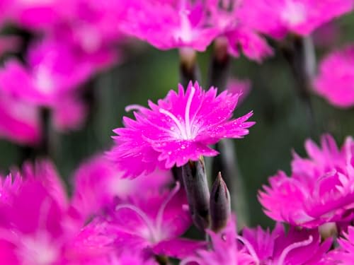 Live Perennial Plants (3 Pots)