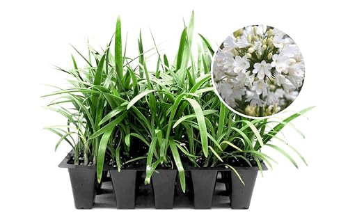 Agapanthus Africanus Getty White (2 Inch / 30 Plants)
