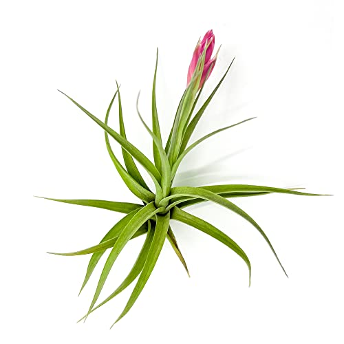 Air Plants Flowering Tillandsia Aeranthos (1 Pack / Aeranthos)