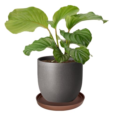 4 Pack Ceramic Plant Saucer Pot Tray 4 Inch ((4.5"/4.1")-4pack / Brown)