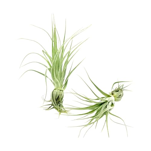 Live Air Plant