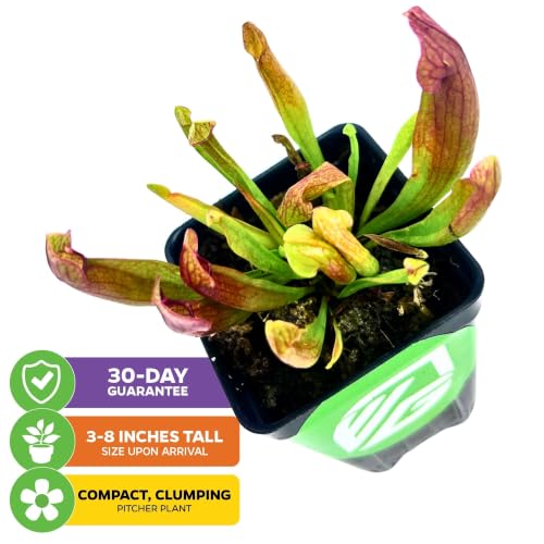 Maroon Carnivorous Pitcher Plant (Maroon Sarracenia)