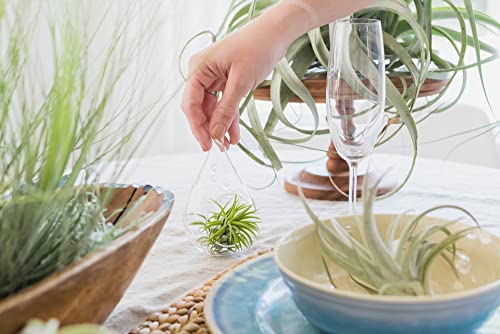 5 Pack Large Air Plants Tillandsia Ionantha Guatemala