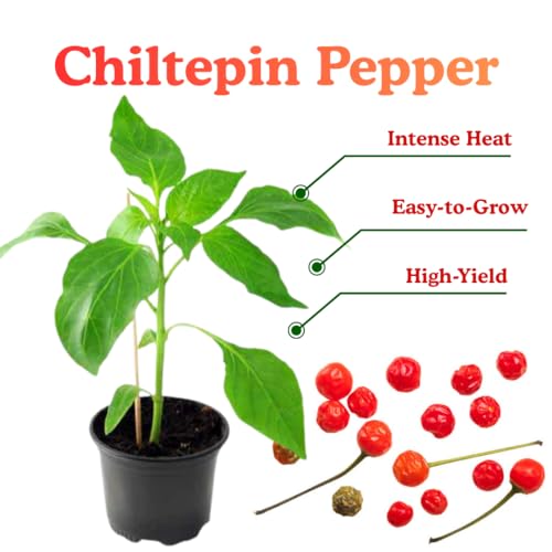 Chiltepin Pepper Plants Live (Chiltepin Tepin Bird Pepper)