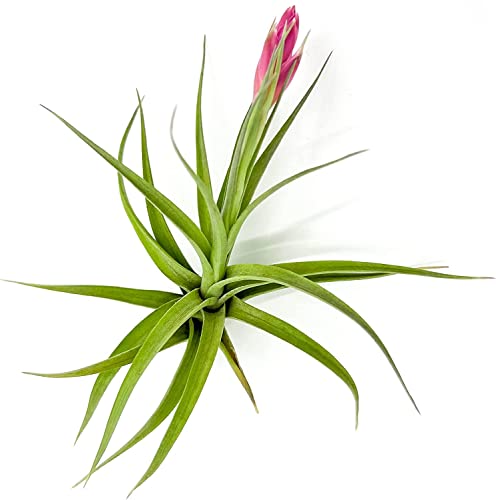 Air Plants Flowering Tillandsia Aeranthos (2 Pack / Aeranthos)