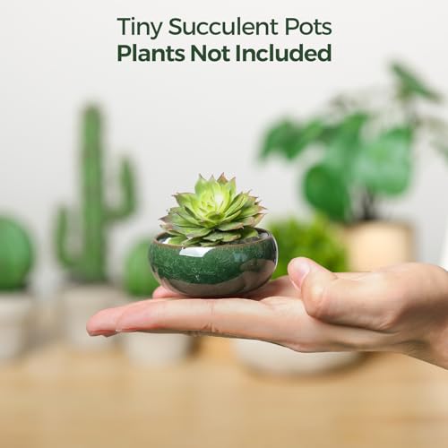 Mini Succulent Pots (6 Count)