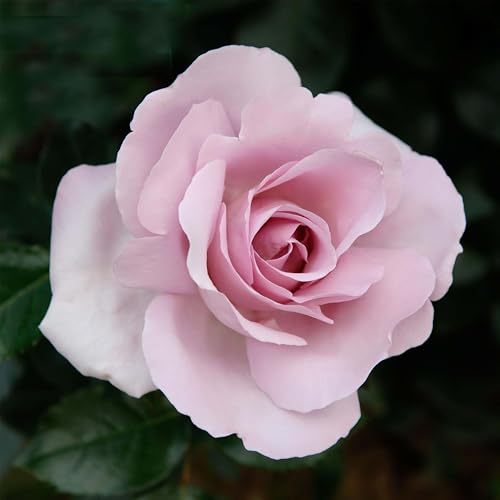 Heirloom Floribunda Roses (Le Petit Prince)