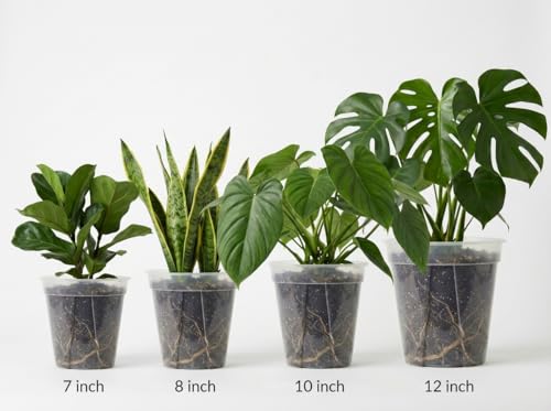 Large Clear Nursery Pot with Drainage Holes 7 (7/8/9.5/12inch without trays)