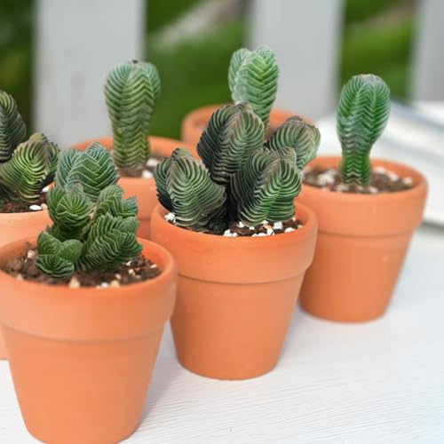 Crassula cv. Buddha's Temple Live Succulent Plant (Crassula cv. Buddha's Temple)