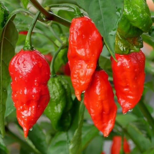 Ghost Pepper Bhut Jolokia Plants Live (Bhut Jolokia Chile Ghost Pepper)