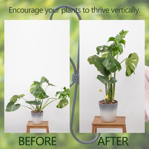 Green Monstera Plant Stem Support (Green / 5.5IN*4.7IN)