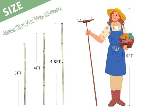 Bamboo Stakes
