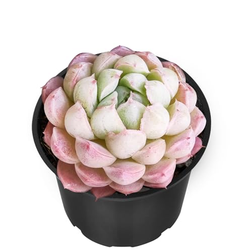 Echeveria 'Ball of Fat' (Echeveria 'Ball of Fat')
