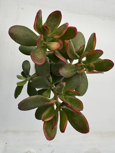 Live Succulent Golden Jade with Green Stripe Pot (Green Pot)