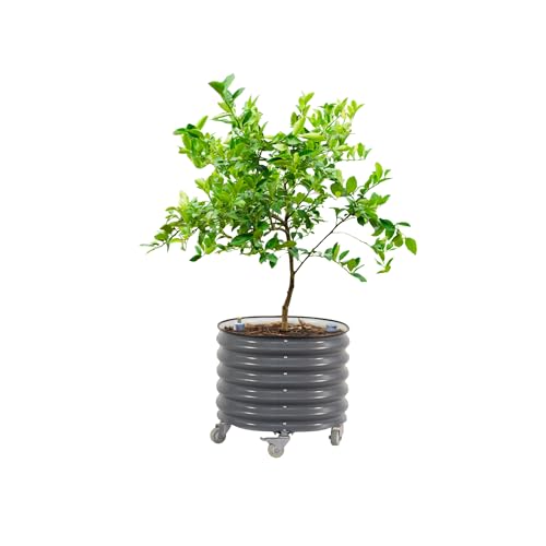 Rolling Citrus Tree Planter Gen 3 (Modern Gray / 30 Gallon)