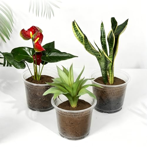60 Pack 6 Inch Clear Nursery Pots with Drainage Hole (6 Inch)