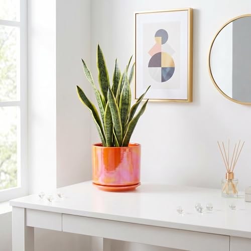 Ceramic Plant Pots (Orange)