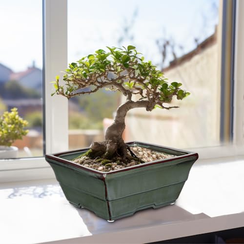 Set of 2 Large Bonsai Pots with with Drainage Hole (Green / 10"x7.8"x4.3")