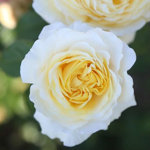 Heirloom Hybrid Tea Roses (Moonlight Romantica)