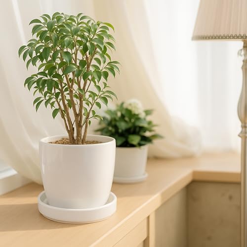 Ceramic Plant Saucer