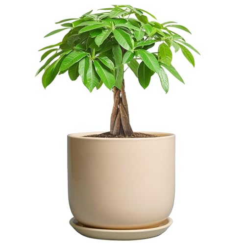 Ceramic Plant Pot