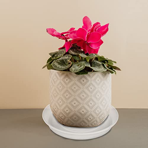 2 Pack of 10 inch Plant Saucer Gray (10" (2 pack) / Clear)