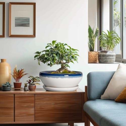 Bonsai Pots 10 Inch Ceramic Pots for Succulents (10 Inch / Blue Off-white)