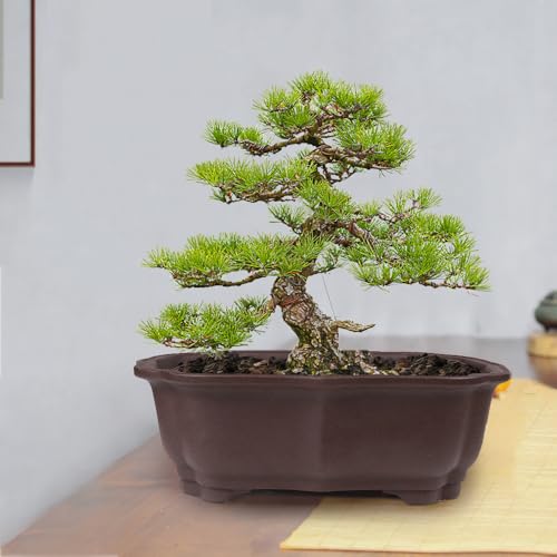2 Pack 8" Unglazed Ceramic Bonsai Tree Pot Training Planter with Drainage Wiring Hole (2Pcs 8" Rectangle)